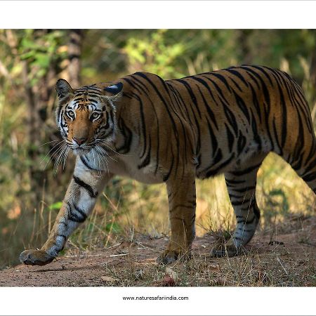 Tiger'S Den Resort Bandhavgarh National Park Exterior foto
